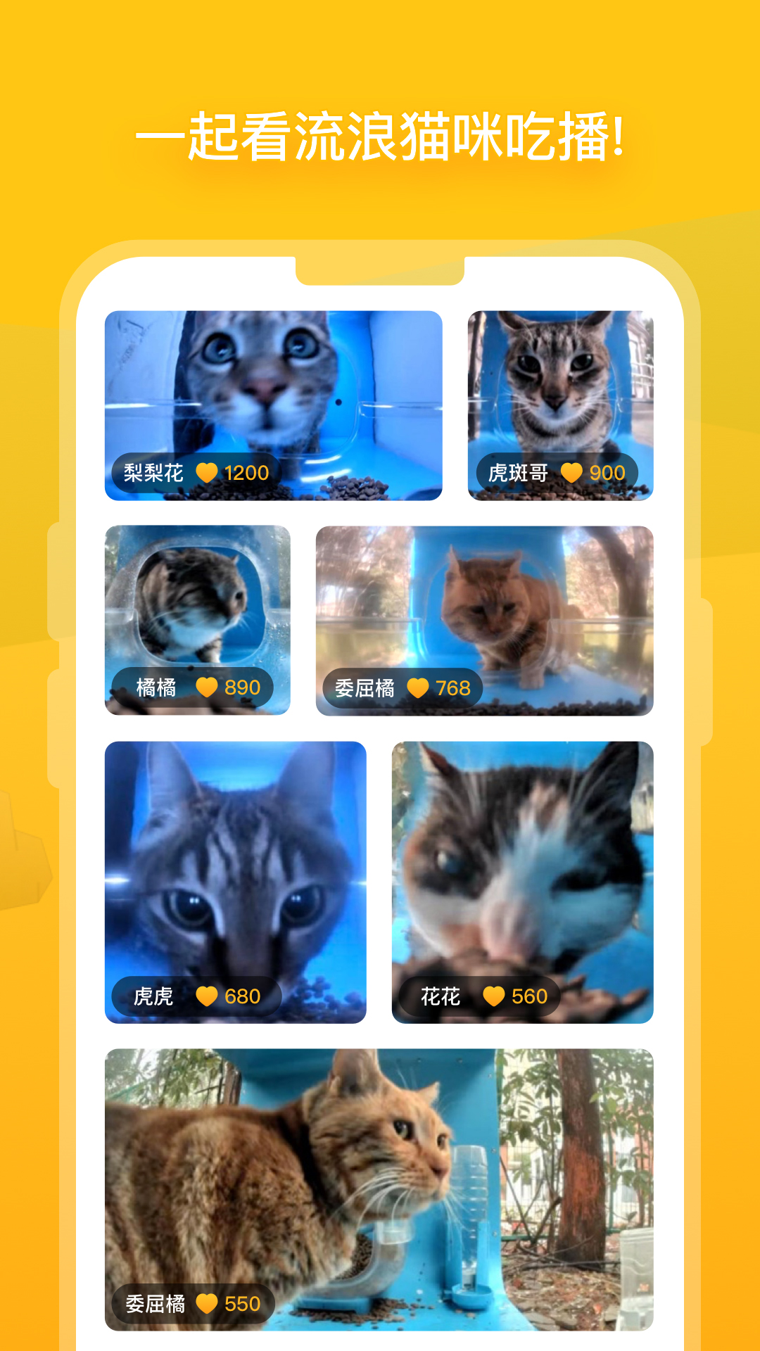 街猫v1.17.0截图3