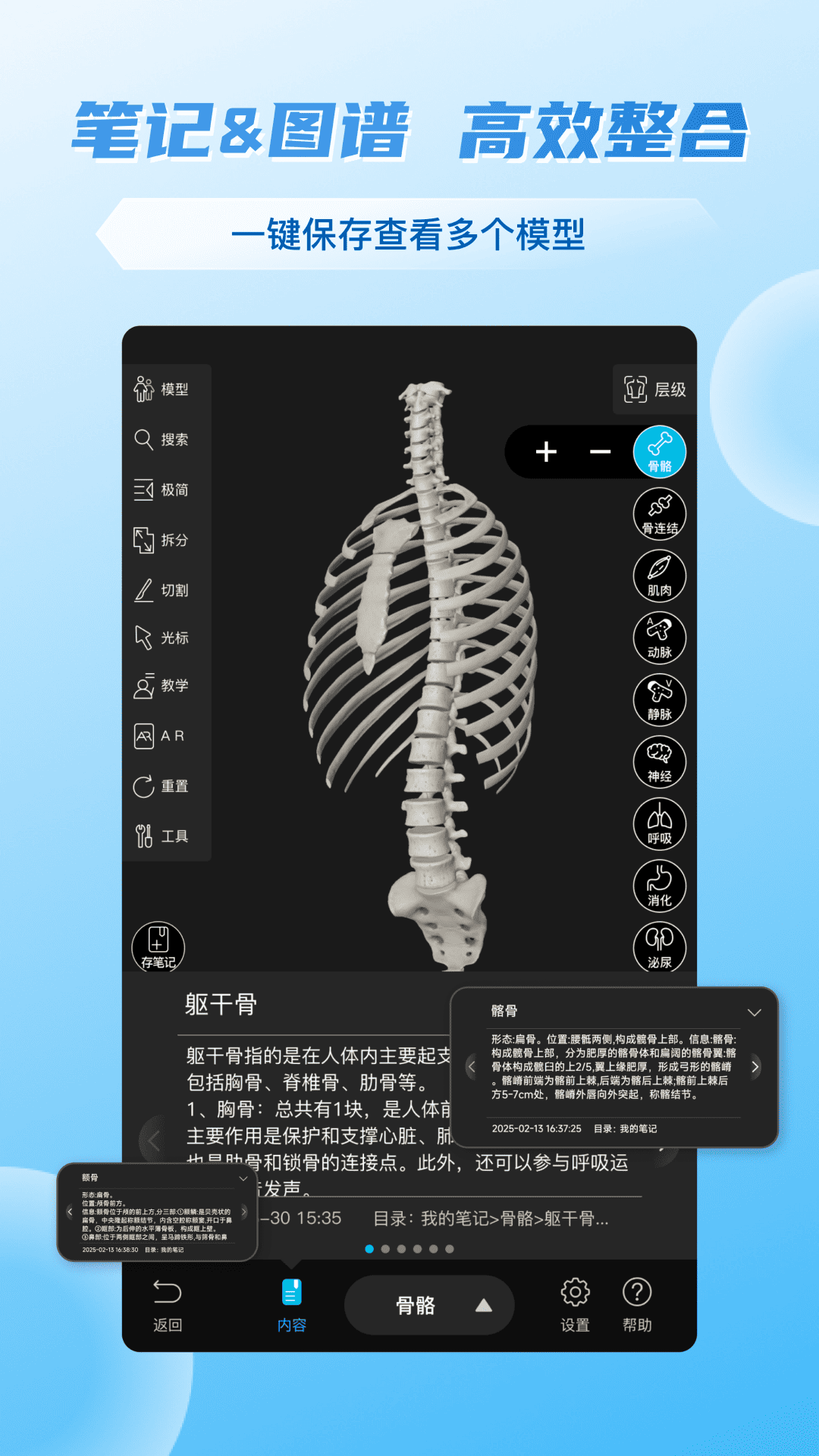 维萨里3D解剖截图2