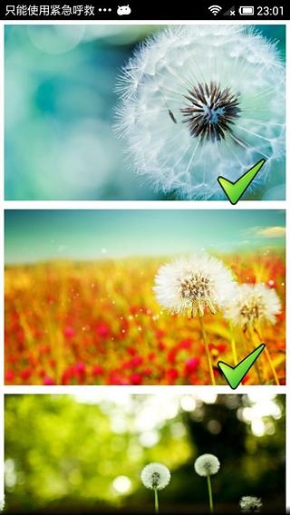 Dandelion Live Wallpaper截图2