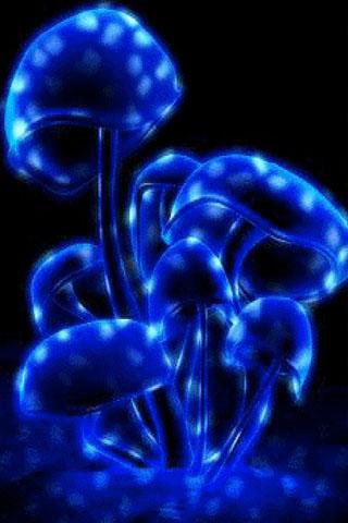 Noctilucent Mushrooms截图1