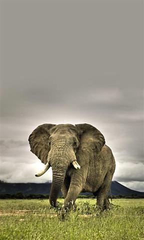 3D elephant HD Live Wallpaper截图2