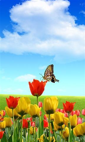 3D flower and butterfly HD Live Wallpaper截图1