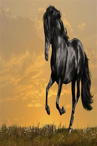 GLW Horse截图3