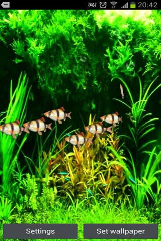 Tiger Barb 3D Live Wallpaper截图3