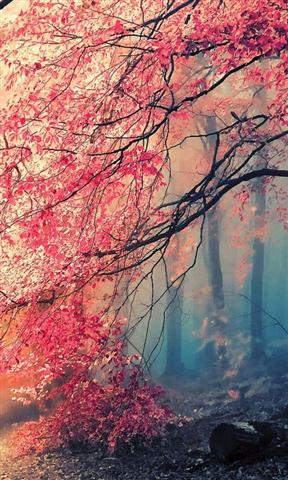 3D forest in fog Live Wallpaper截图3